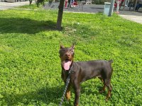 5 aylık yavru estetik kahverengi doberman