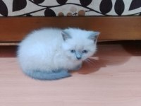 British blue point
