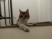 Yakışıklı Kedimiz Marco
