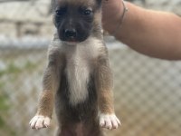 Malinois yavruları yalova