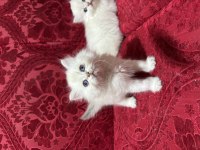 GÜZEL SCOTTİSH FOLD BEBEKLERİM