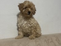 Erkek Güzeli Maltipoo Bebeğim