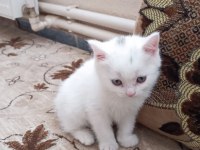 55 günlük beyaz british shorthair