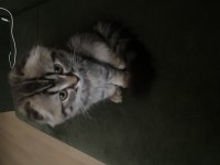 Scottish fold 3 aylık
