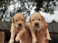 Golden Retriever yavruları