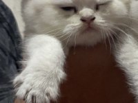 Dişi Black Golden Point 2,5 aylık British Shorthair