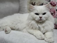 Ücretsiz sahiplendirme ankara kedisi 3 yaşında