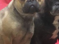 2 YAŞINDA DİŞİ FRENCH BULLDOG