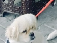 Pekinez kendine sıcak bir yuva arıyor