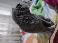 Mama karşılığı sahiplendirme british shorthair