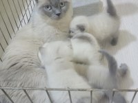British Shorthair Blue Point Ve Scottish Fold Blue Point