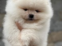 Pomeranian yavrularıma aile arıyoruz