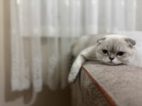 Scottish fold inci kızıma kendi çocuğu gibi bakacak yuva