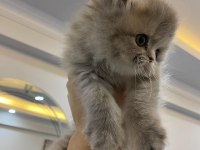 Sağlıklı İran kedisi Erkek