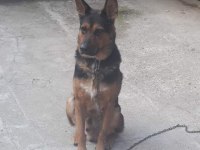 3 yaşında Alman Kurdu K9 Erkek