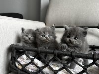 3 ADET GRİ BRİTİSH YAVRULAR