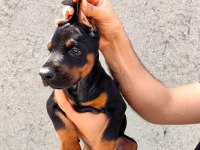Anne baba FCİ KİF A şecere doberman yavruları
