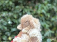 Hollanda lop tavşanlar