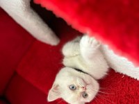 4 kasım doğumu dişi uysal british shorthair