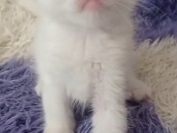 Sahibinden kedi