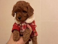 Erkek dişi toy poodle yavrular