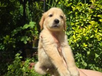 Golden retriever yavru 3 aylık