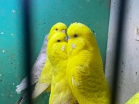 ERKUT PET'DEN YAVRU JUMBO MUHABBET KUŞLARI SINIRSIZ SAYIDA