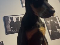 Estetikli Doberman bebekler