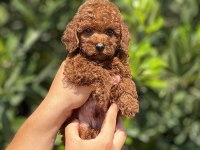 Mersin Toy Poodle Yavrularımız