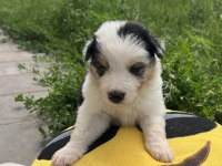 Border collie yavrular