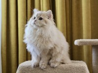Krem rengi paşa british longhair
