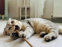 Dünyalar yakışıklısı erkek scottish fold