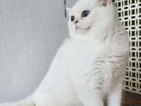 British shorthair ny 1233 dişi kedimiz