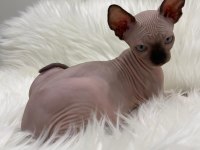 Sphynx sfenks tüysüz dişi erkek yavru