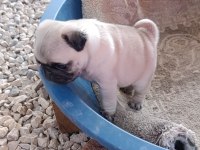 Pug Dişi Yavrumuz Sahiplendirilecektir