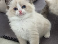 RAGDOLL YAVRULAR