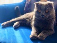 2,5 Aylık Yaz Şekeri British Shorthair