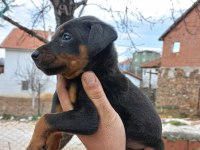 King Doberman Estetikli Ve Estetiksiz