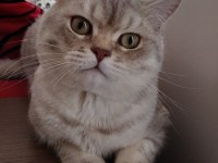 Uygun british shorthair 13 aylık