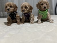 Biblo kilo Garantili maltipoo çocuklarım