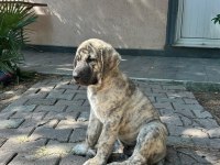 Dev yavru köpekler