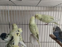 Muhabbet kuşları ister besleyin ister damızlık yapın