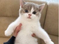 Nadir Harlequin Renk British Shorthair Dişi Yavru