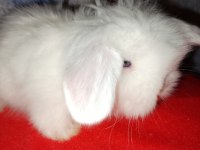 Teddy lop tavşan yavrular mavi göz