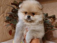 Yavru pomeranian yavru köpekler