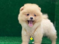 Blacks Petshop Garantisiyle Pomeranian Boo Yavrularımız