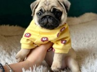 Üst kalite Pug Dişi