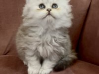 British Longhair N11 Dişi