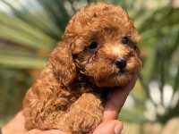 YASAL ÜRETİCİDEN SAFKAN TOY POODLE YAVRULARI