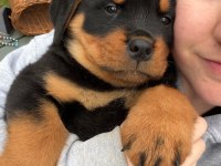 Türkiyenin en güvenilir çiftliğinden rottweiler